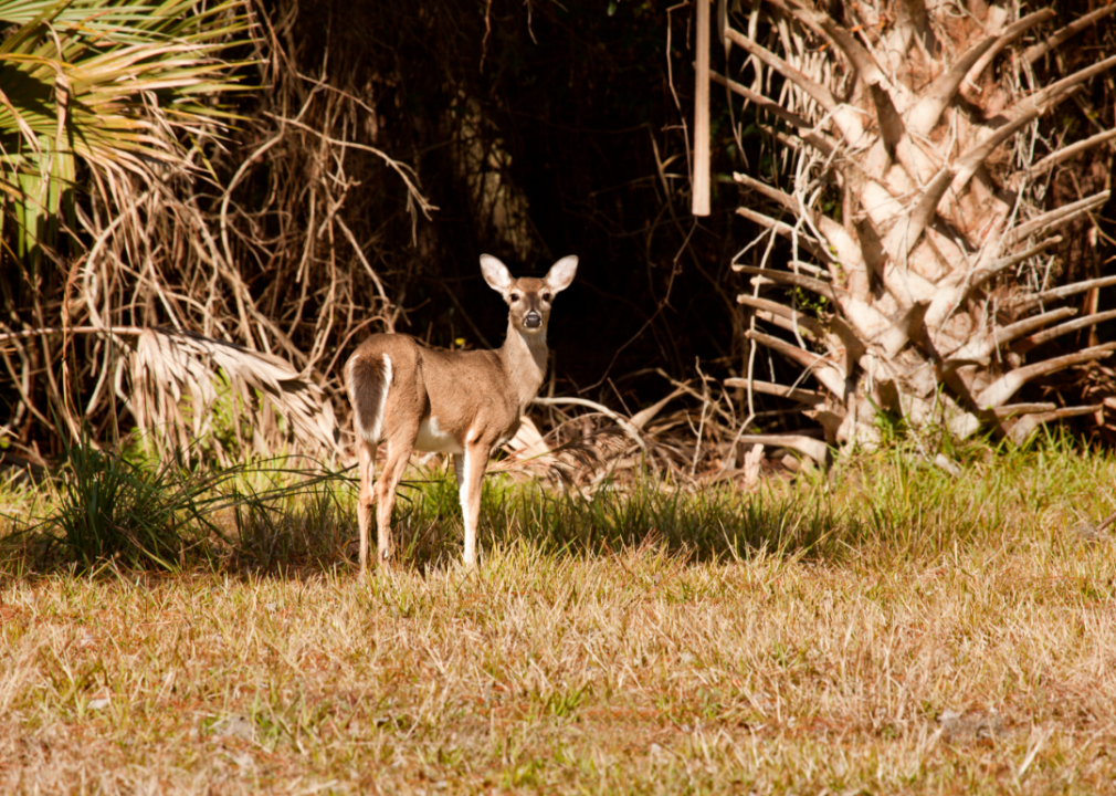 #45. Florida